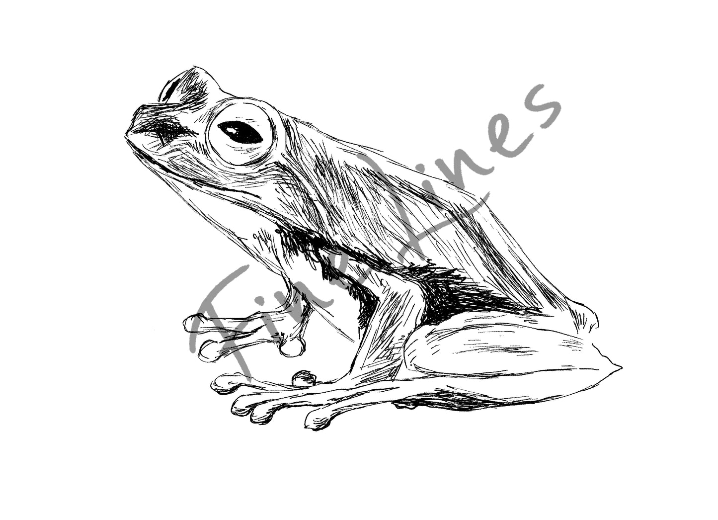 תמונה להדפסה ומיסגור צפרדע - rachelsfinelines