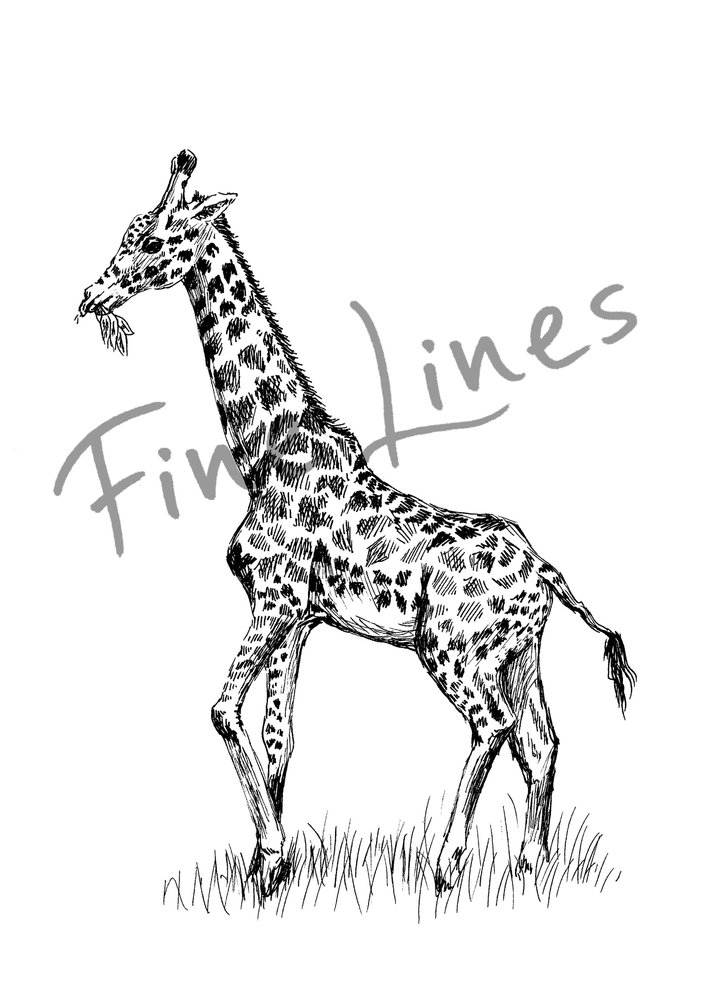 תמונה להורדה והדפסה ג'ירפה - rachelsfinelines