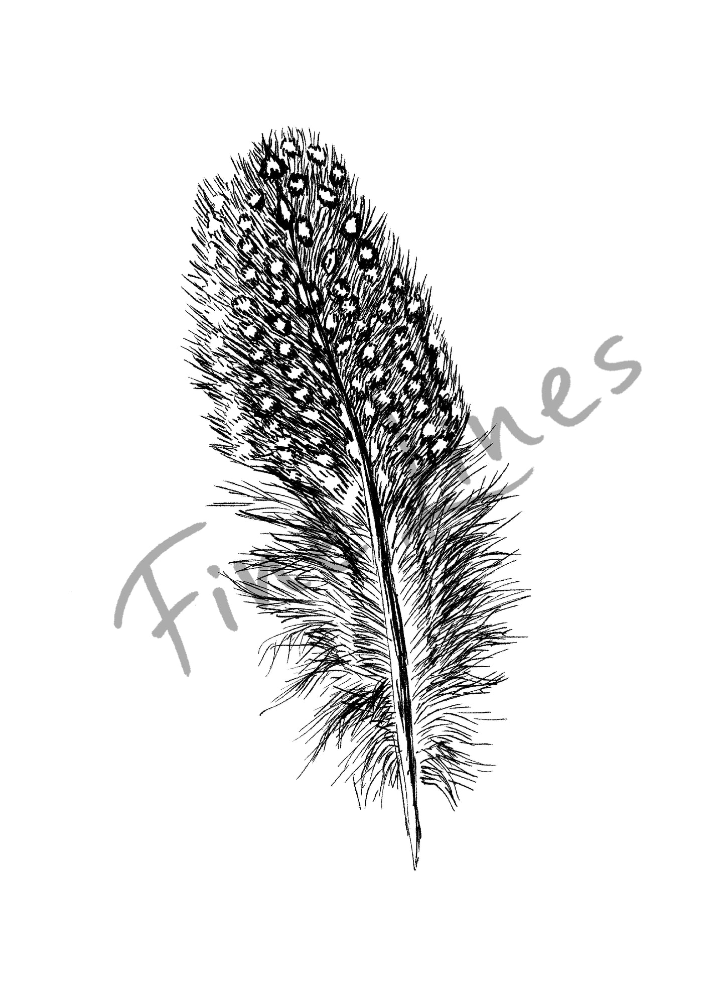 תמונה להדפסה ומסגור נוצה של פניניה - rachelsfinelines