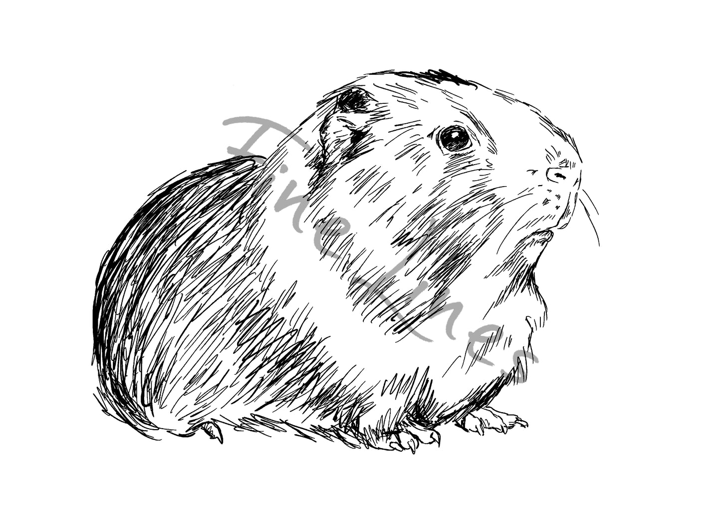 איור להדפסה קביה