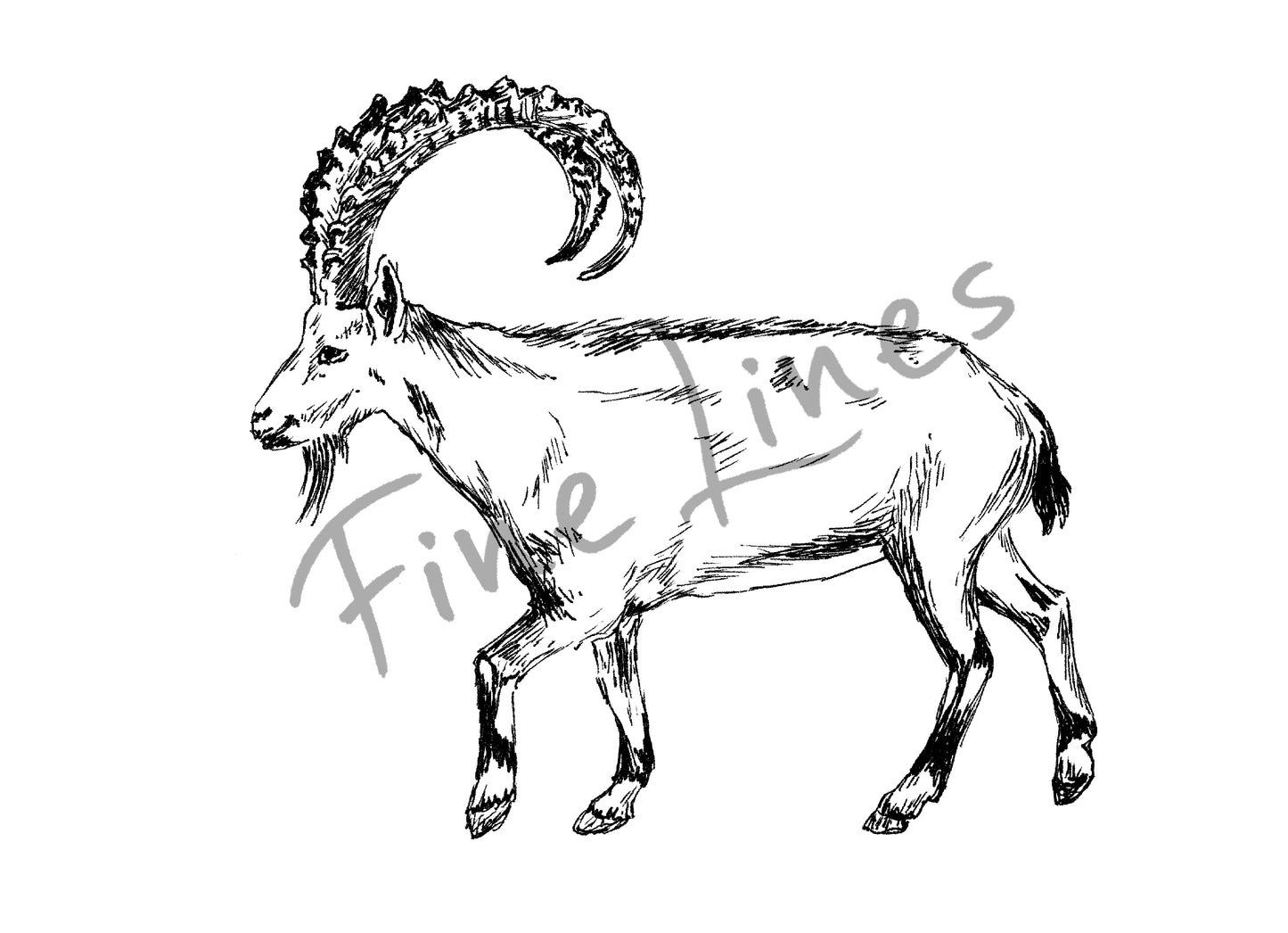 תמונה להדפסה איור יעל