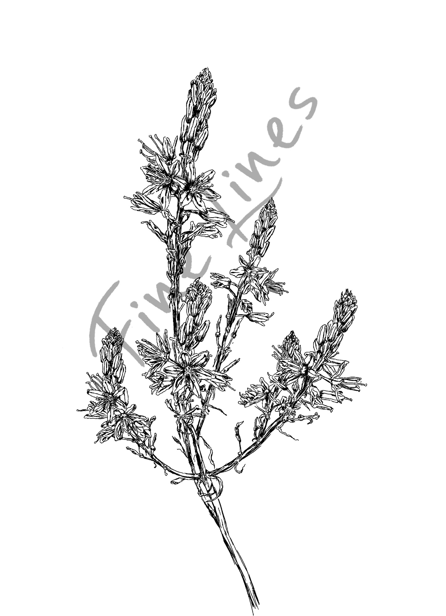 איור בוטני פרח עירית