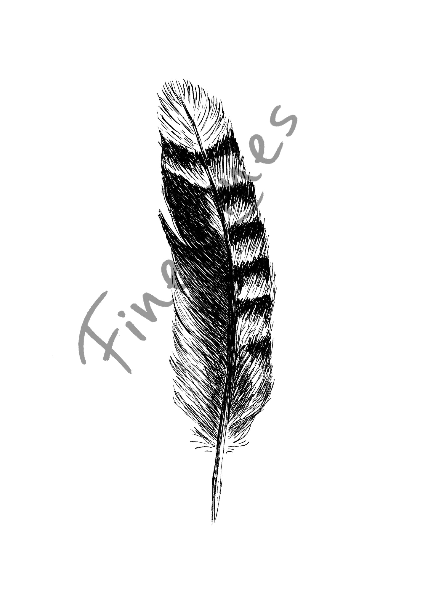 תמונה להדפסה ומסגור נוצת עורבני - rachelsfinelines