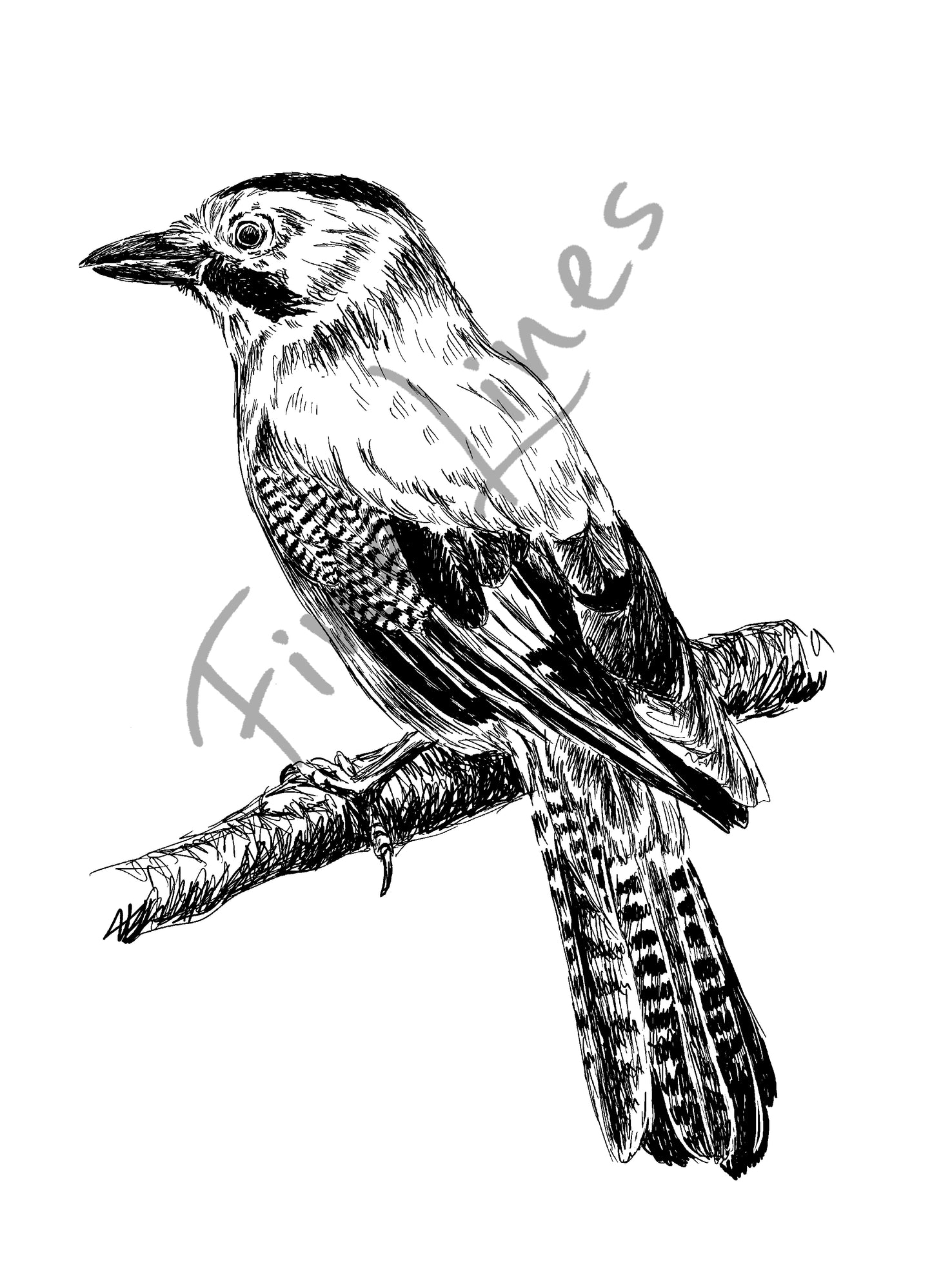 איור להדפסה ציפור עורבני