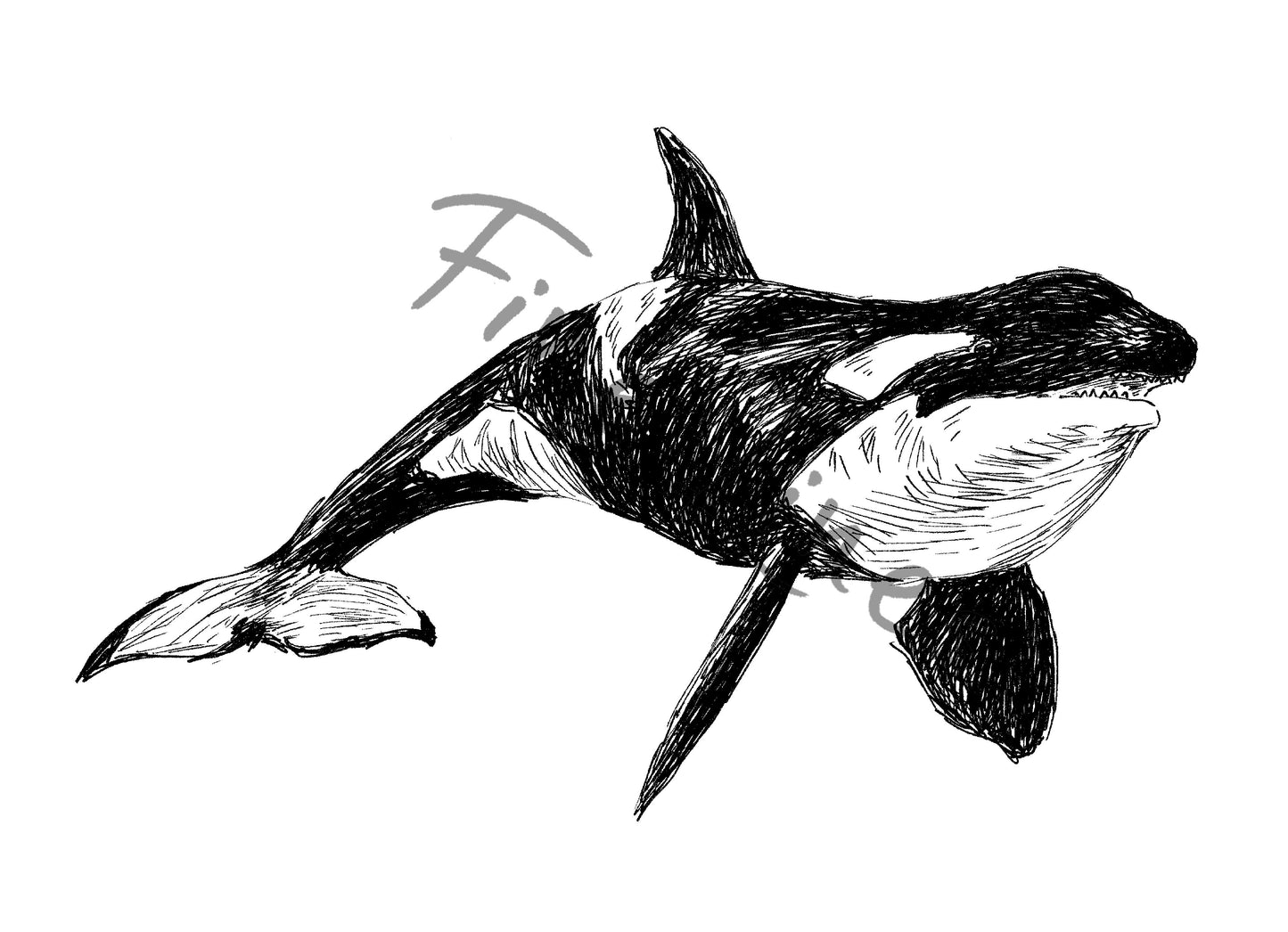 תמונה להדפסה ומיסגור לווייתן אורקה - rachelsfinelines