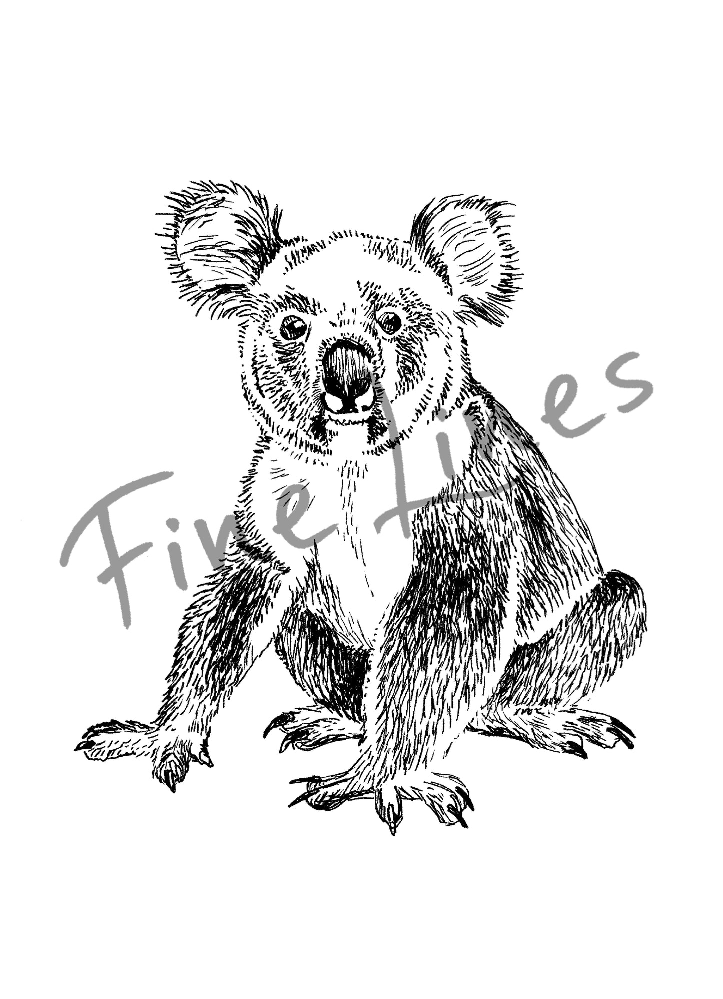 תמונה להדפסה ומיסגור איור קואלה - rachelsfinelines