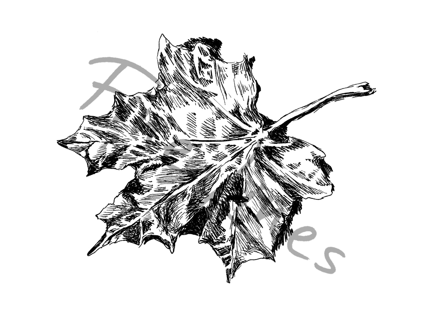 תמונה בוטנית להדפסה עלה שלכת