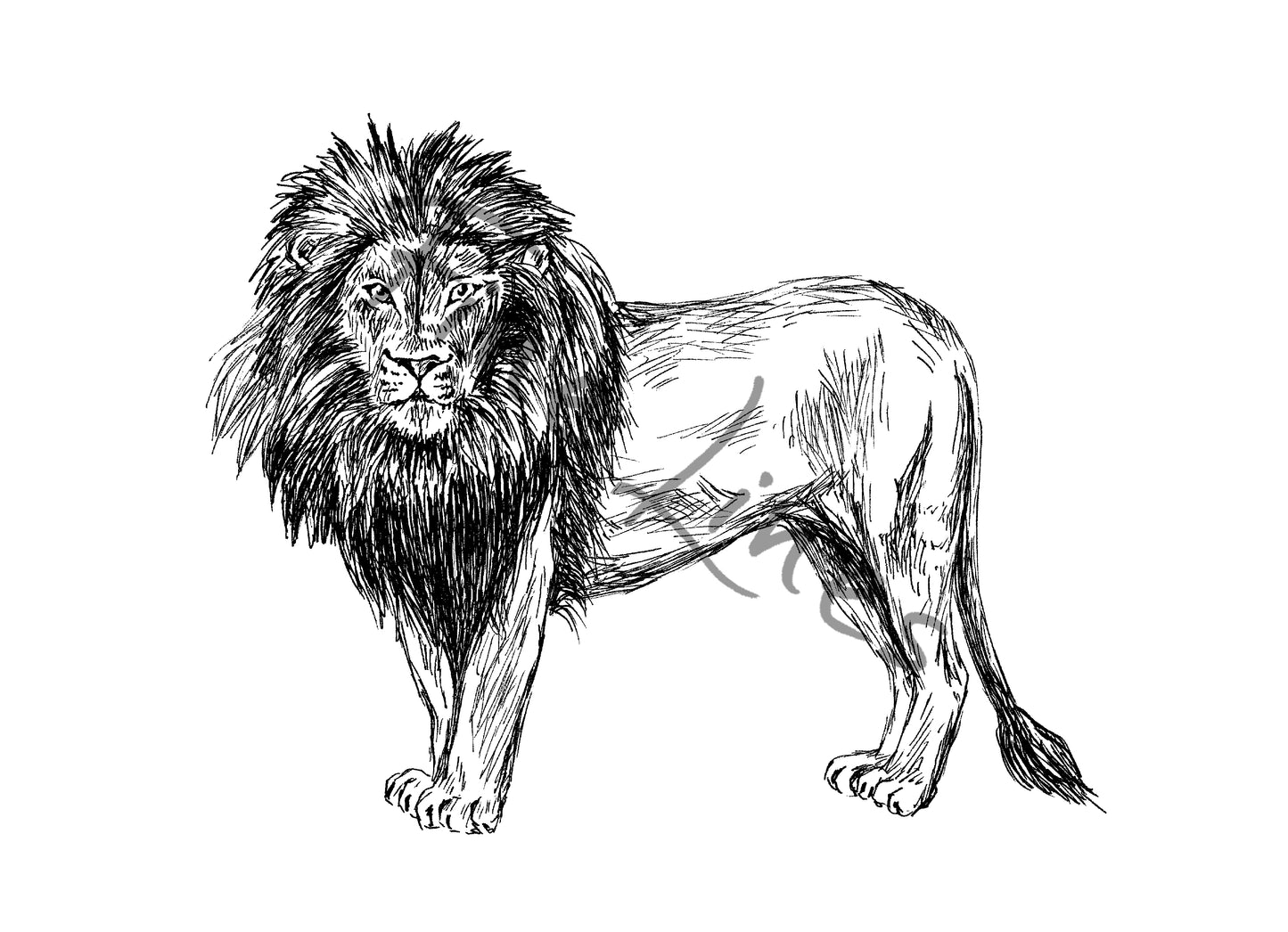 תמונה להדפסה ומסגור אריה - rachelsfinelines