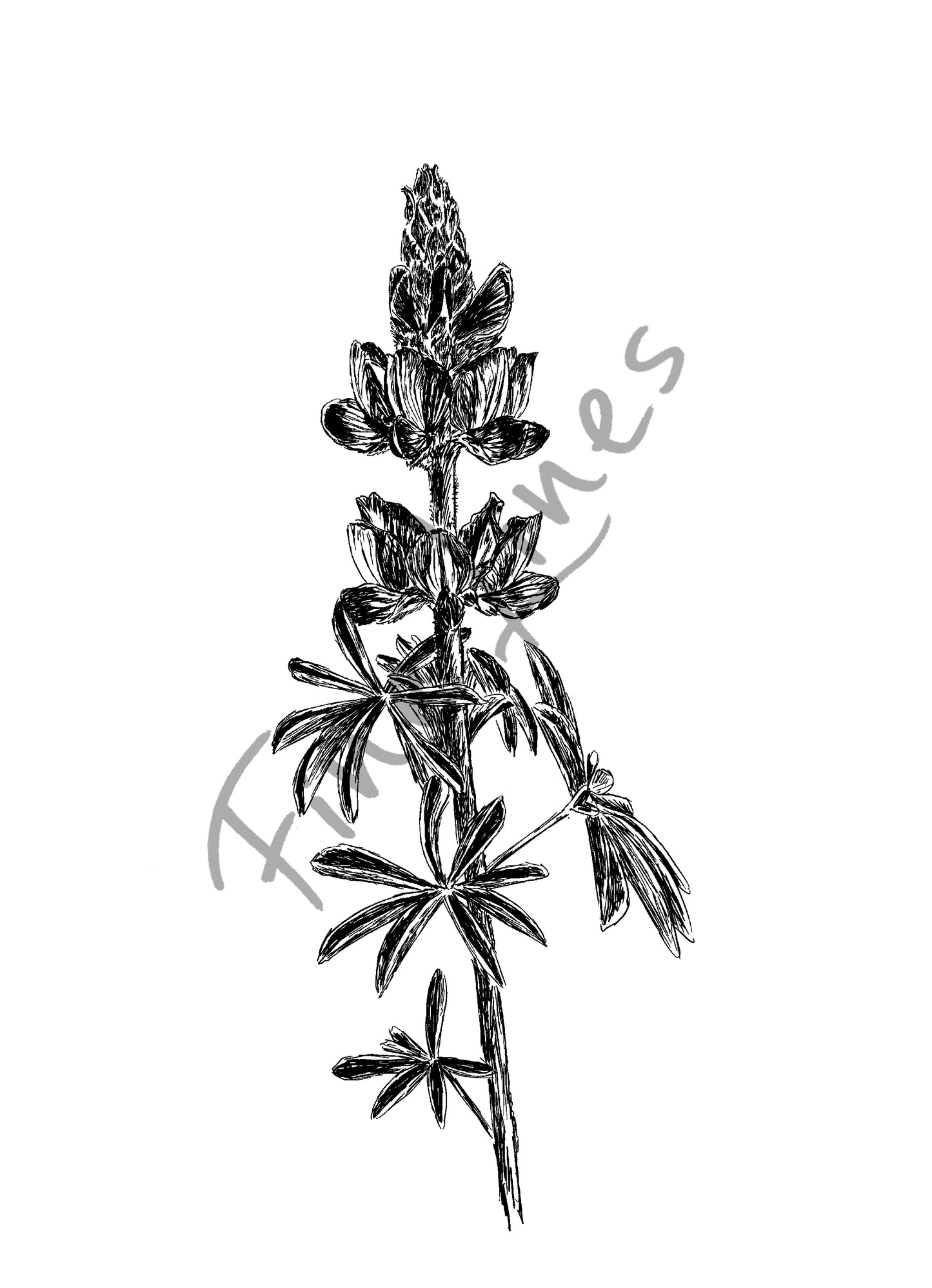 איור בוטני פרח תורמוס