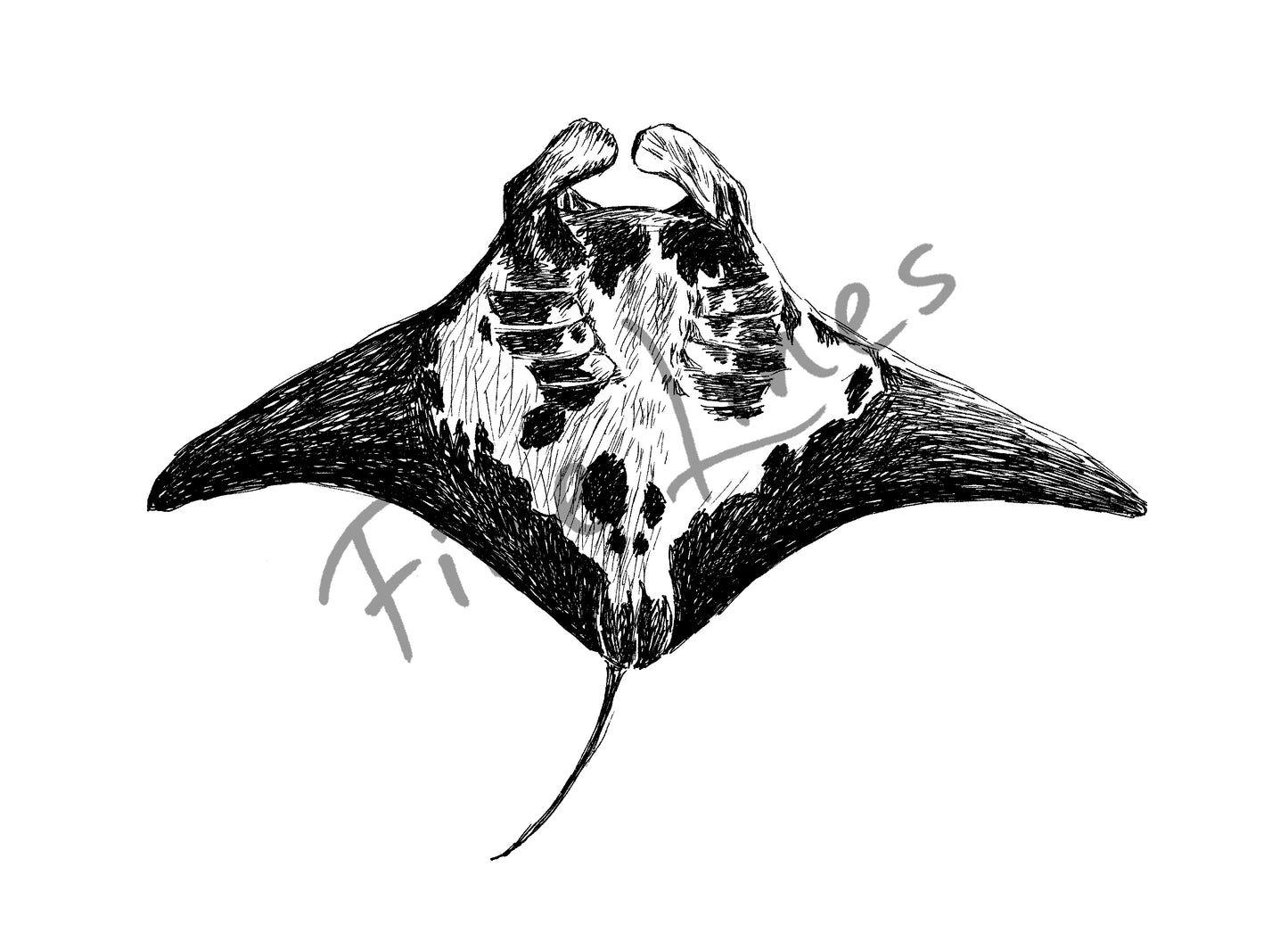 תמונה להדפסה ומיסגור מנטה ענק - rachelsfinelines