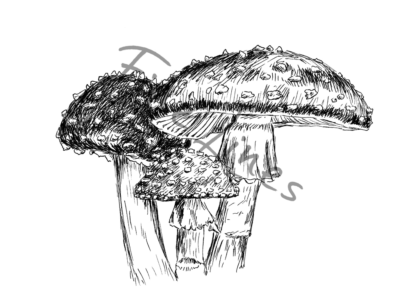 תמונה בוטנית להדפסה איור פטריות - rachelsfinelines