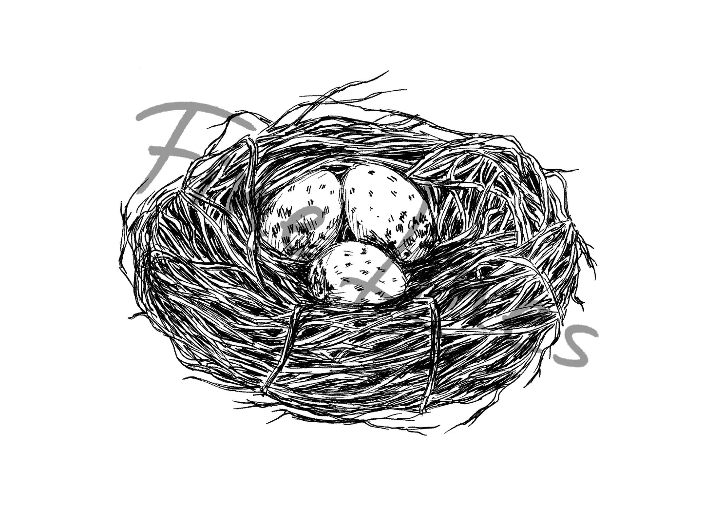 תמונה של קן ציפור להדפסה ומיסגור - rachelsfinelines