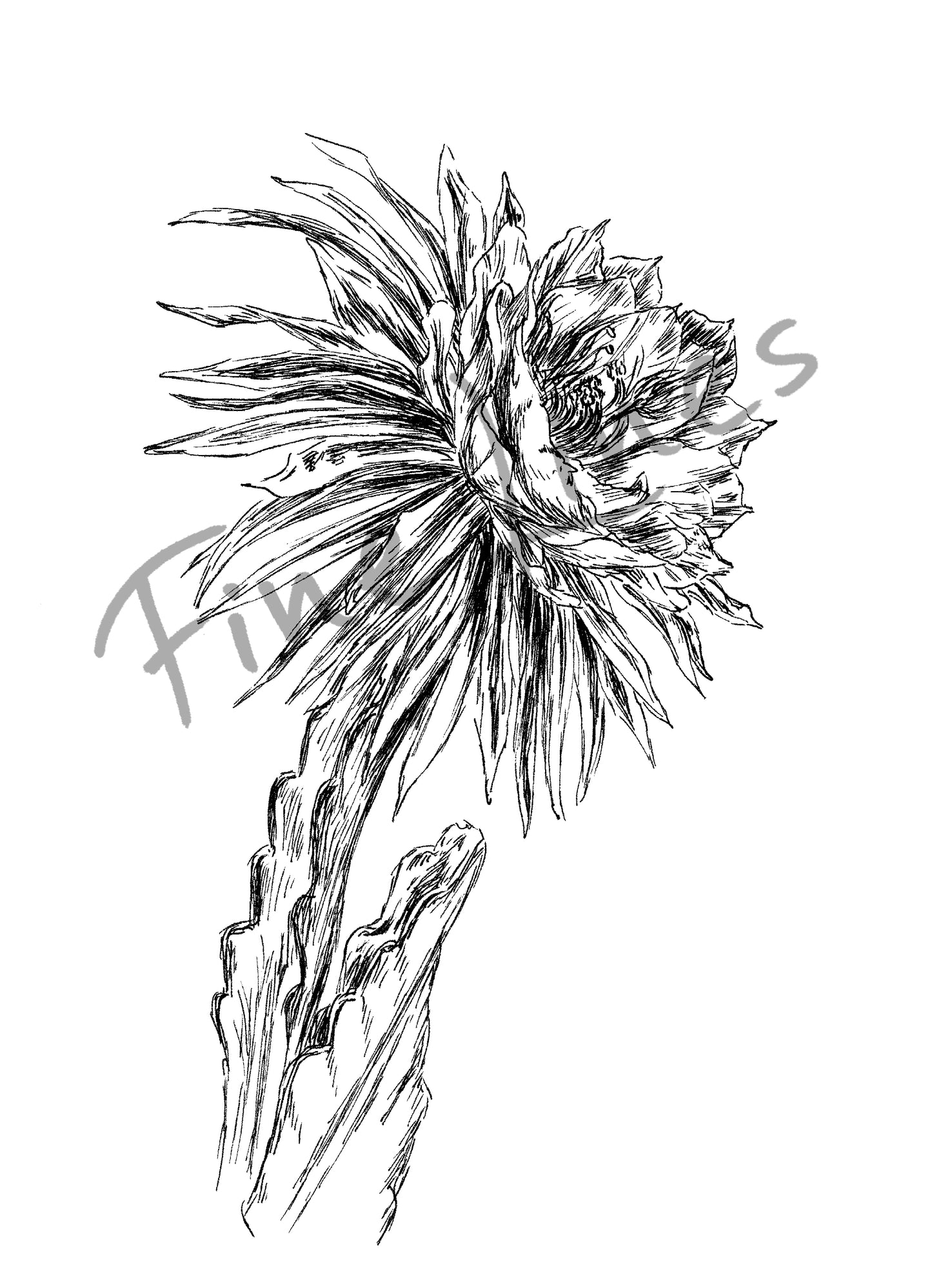 איור בוטני קקטוס מלכת הלילה