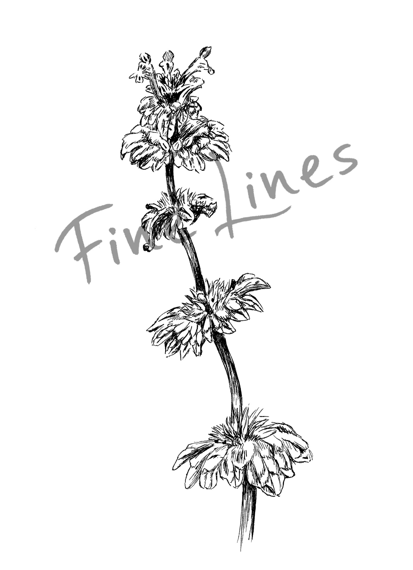 תמונה בוטנית איור פרח נזמית לופתת - rachelsfinelines