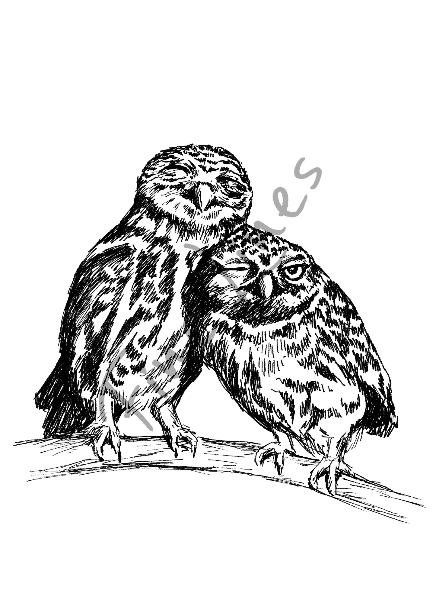 תמונה להדפסה ומיסגור זוג ינשופים