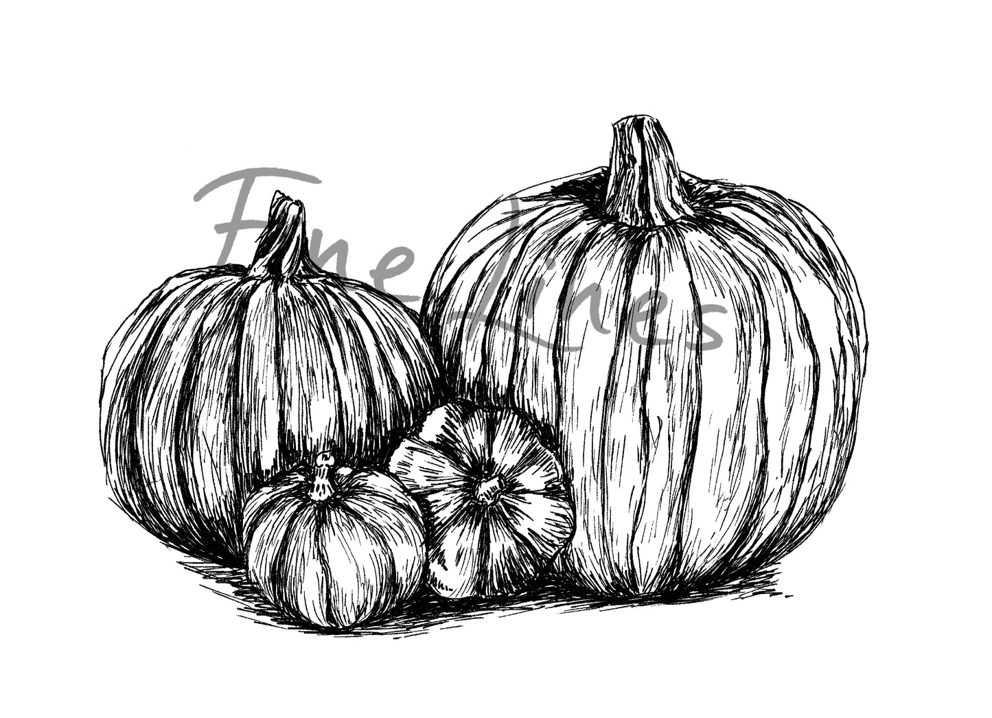 תמונה בוטנית להדפסה איור דלעות - rachelsfinelines