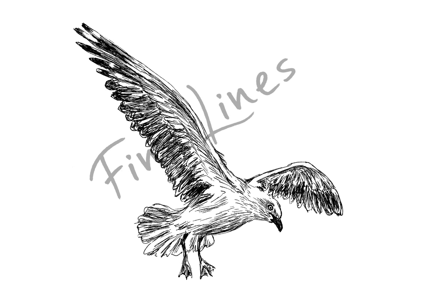 תמונה להדפסה ומיסגור שחף