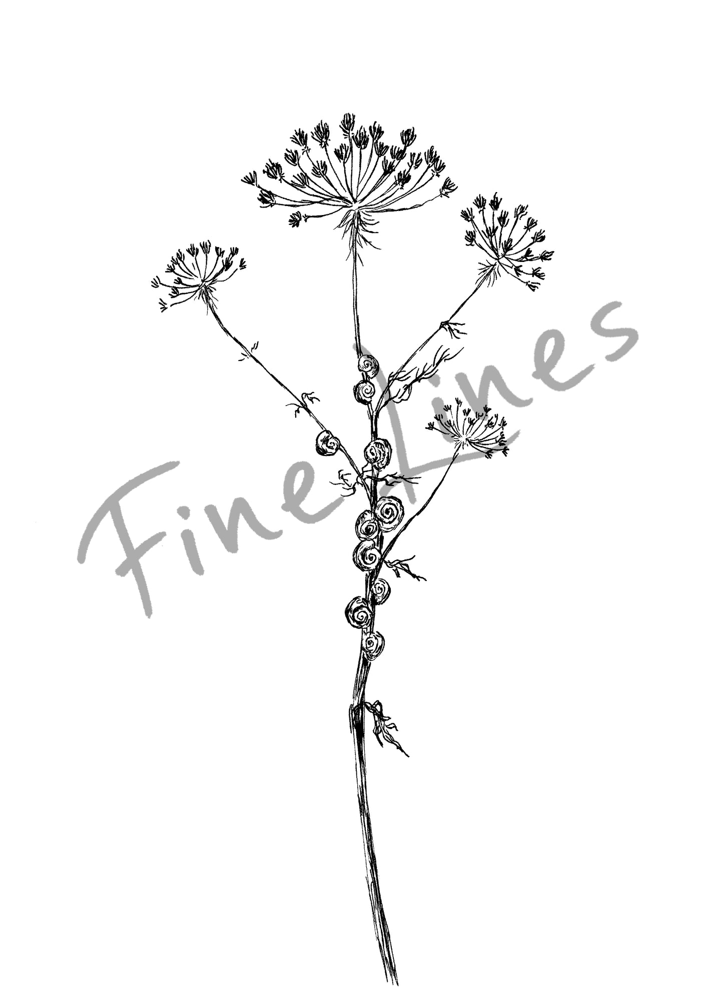 הדפס בוטני צמח יבש עם חלזונות