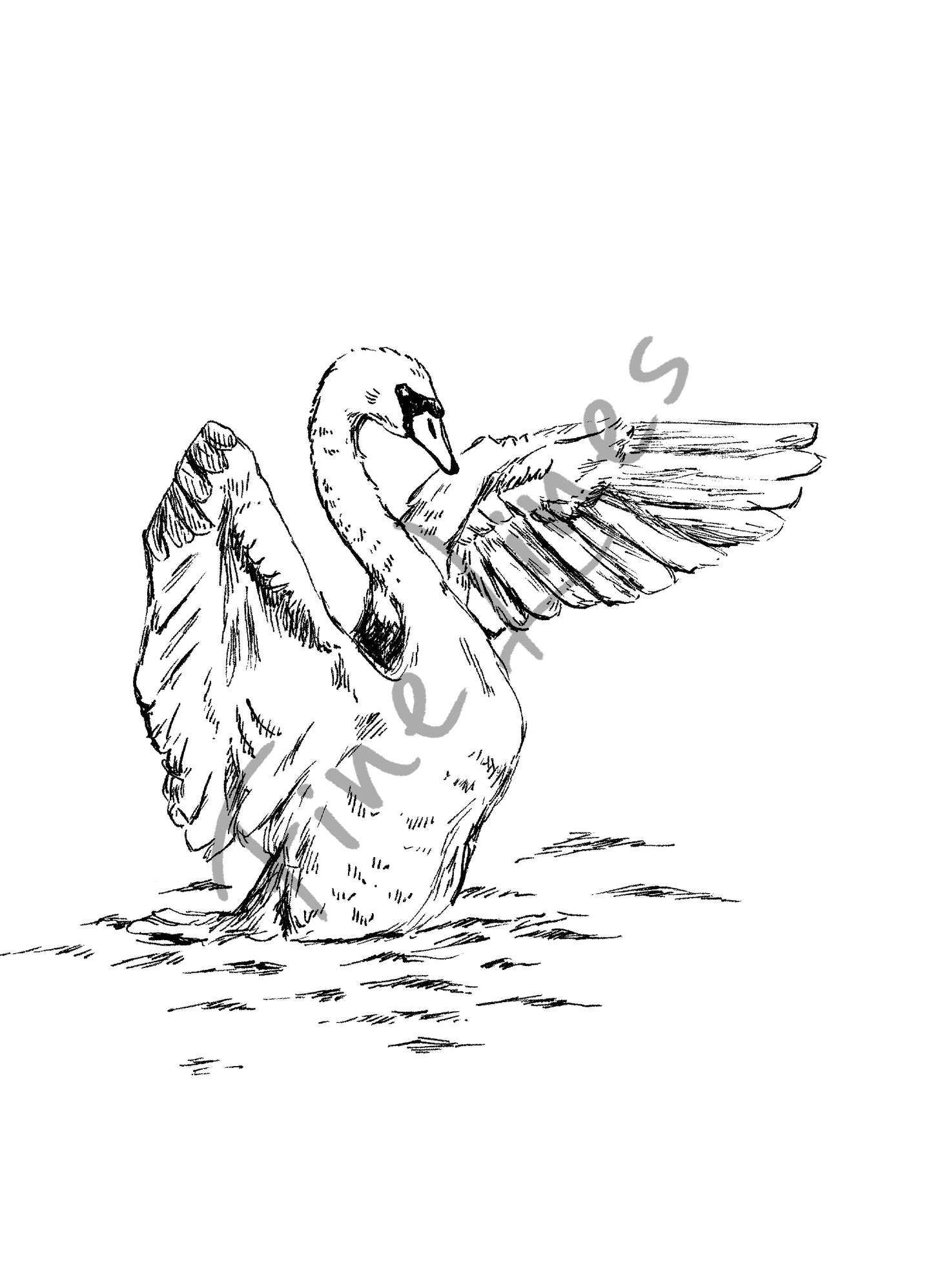 איור להדפסה ברבור