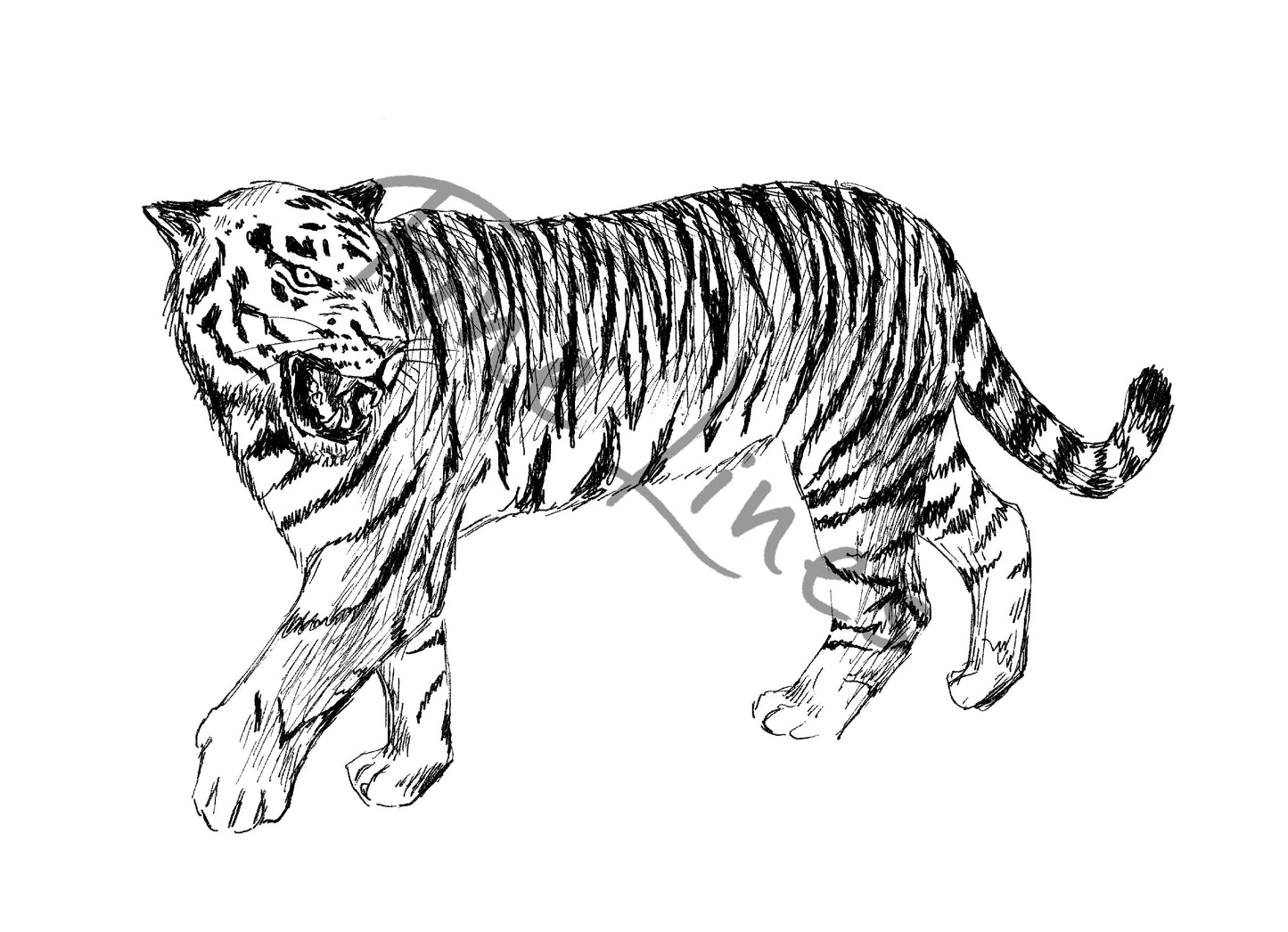 תמונה להדפסה איור טיגריס - rachelsfinelines
