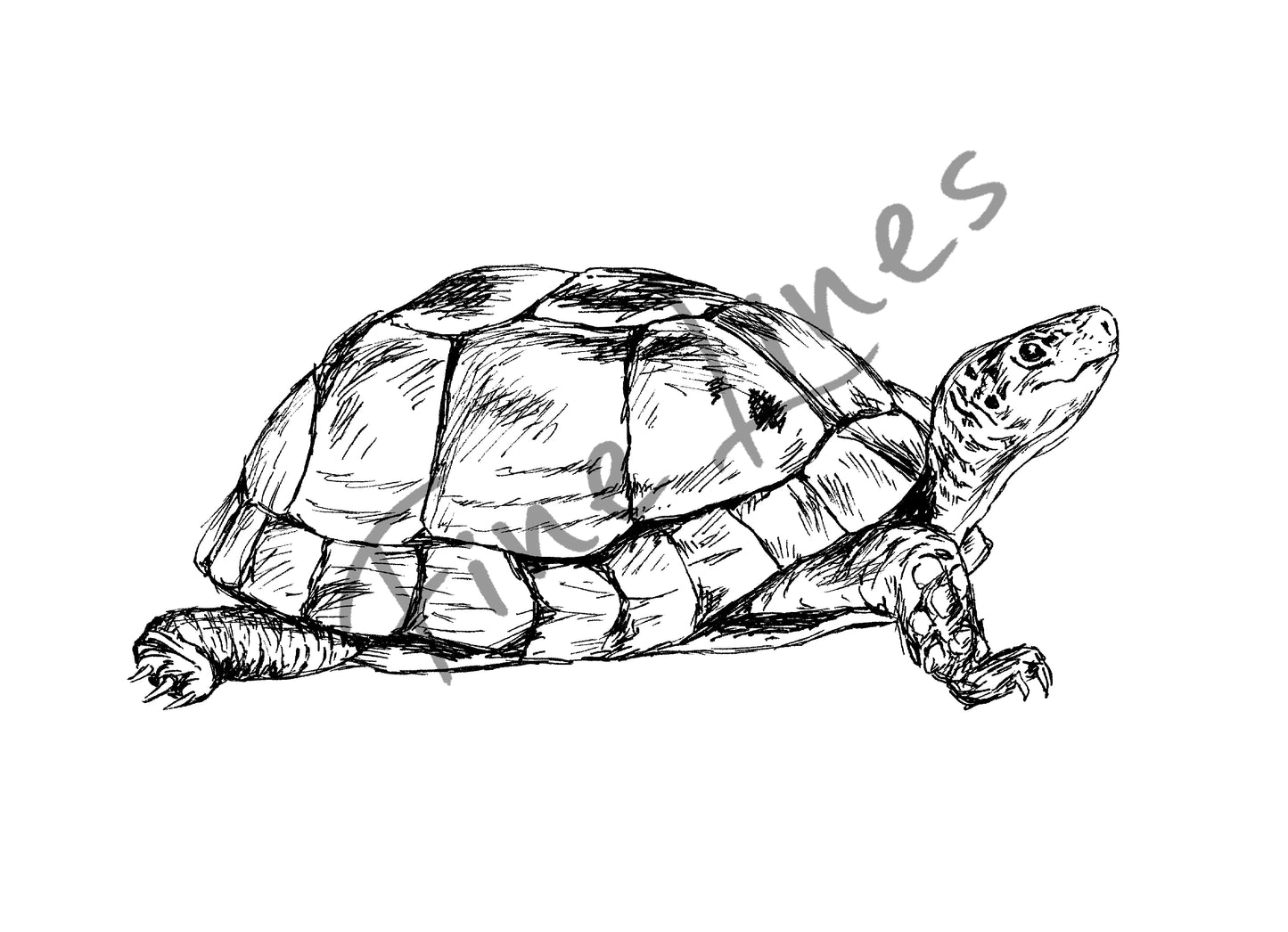 תמונה להדפסה צב חמוד - rachelsfinelines