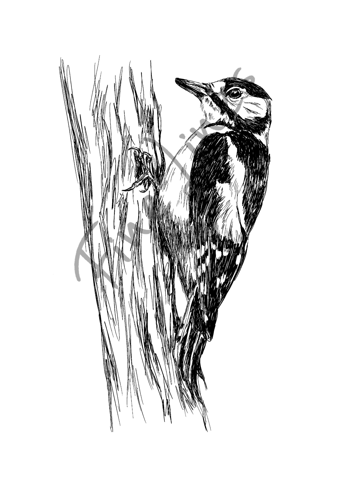 איור להדפסה ציפור נקר