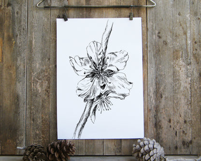 תמונה בוטנית להדפסה איור פרח שקדיה - rachelsfinelines