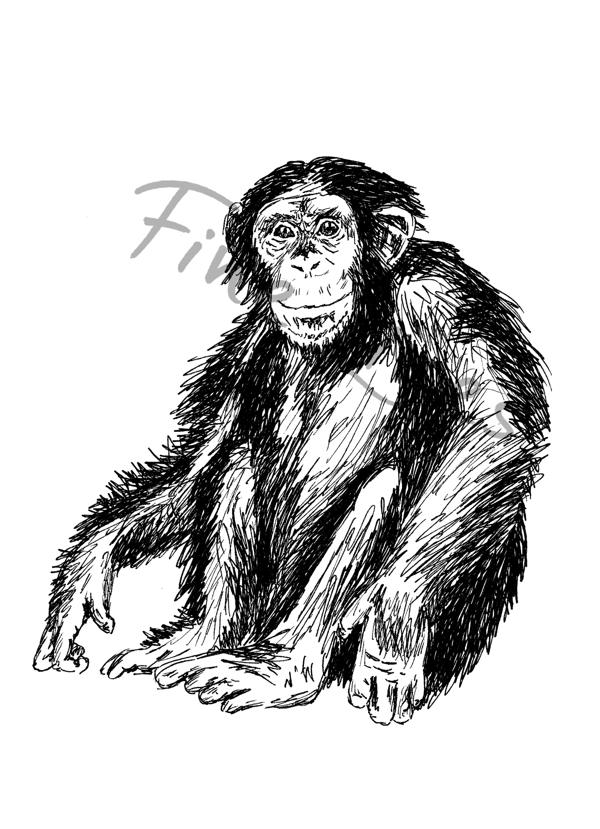 תמונה להדפסה ומיסגור שימפנזה - rachelsfinelines