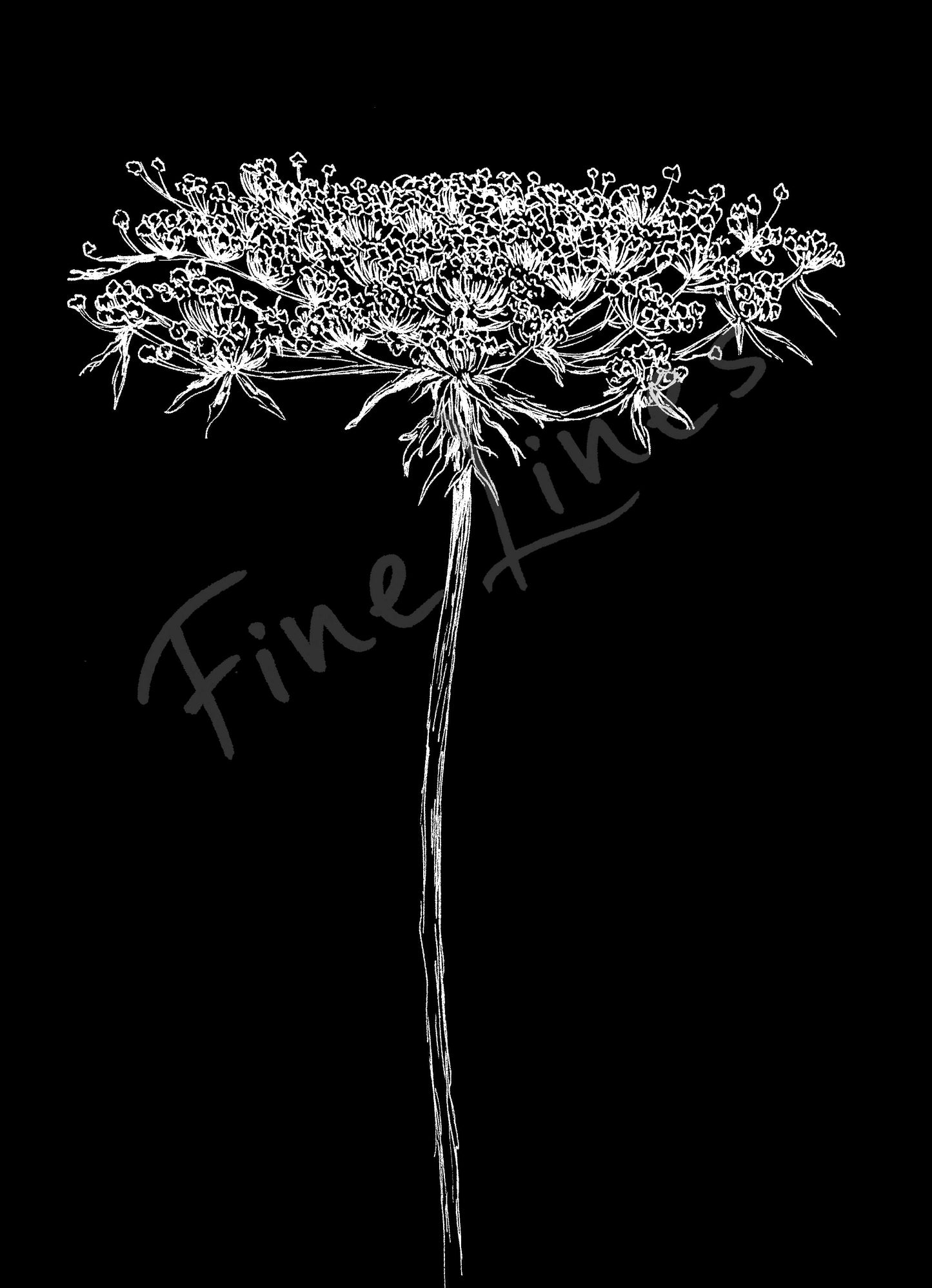 תמונה בוטנית להדפסה פרח אמיתה לבנה - rachelsfinelines