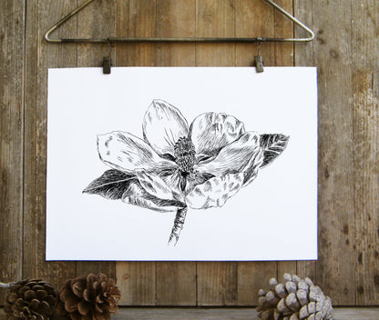 הדפס תמונה בסגנון בוטני פרח מגנוליה גדולת פרחים - rachelsfinelines