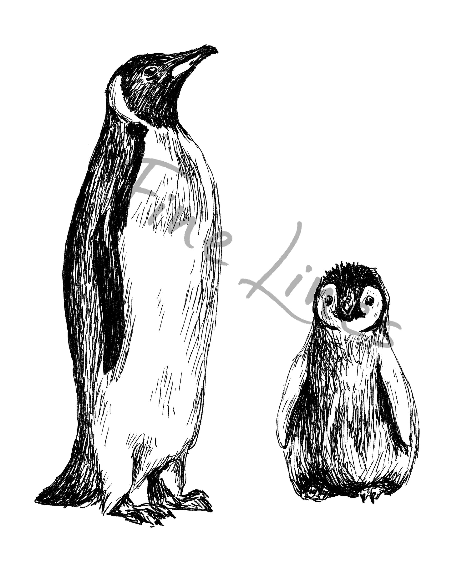 תמונה להדפסה ומיסגור פינגווינים שחור לבן - rachelsfinelines