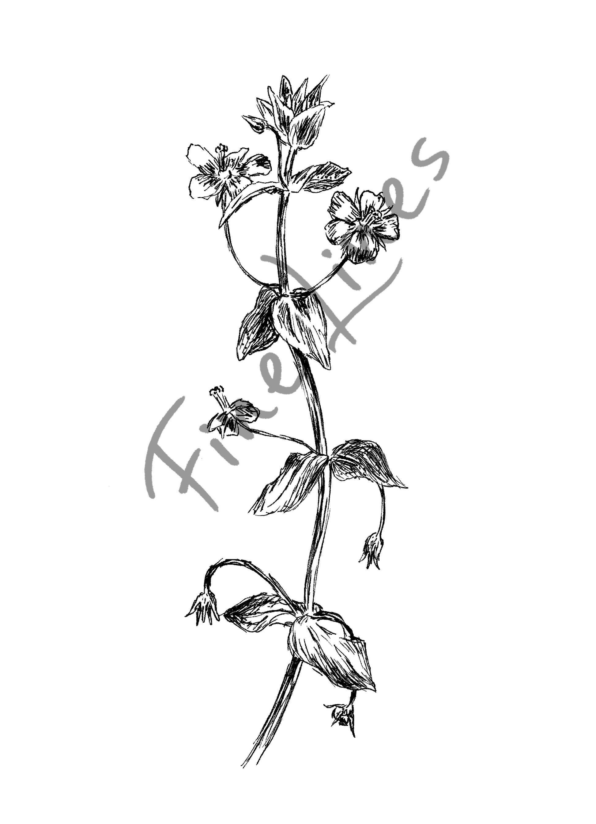 תמונה בוטנית איור פרח מרגנית השדה - rachelsfinelines