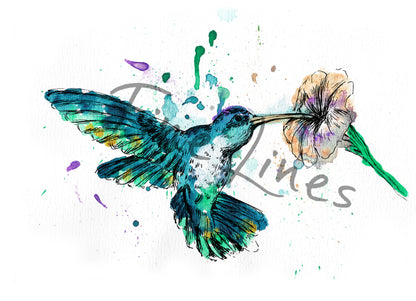 תמונה להדפסה ומיסגור ציפור יונק דבש צבעוני - rachelsfinelines