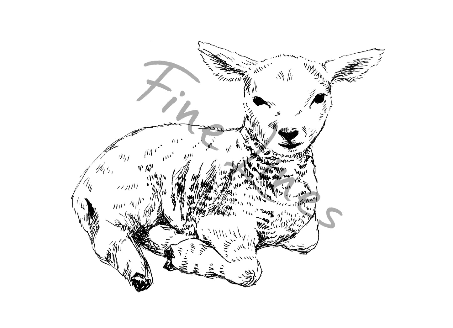 איור להדפסה כבשה חמודה