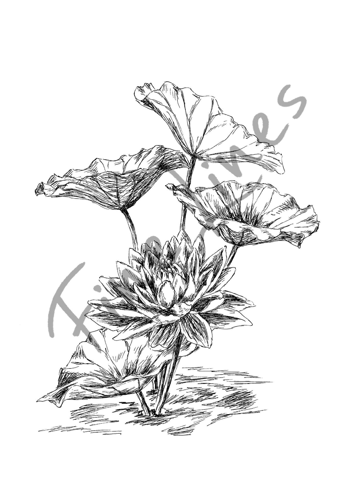 איור בוטני פרח לוטוס