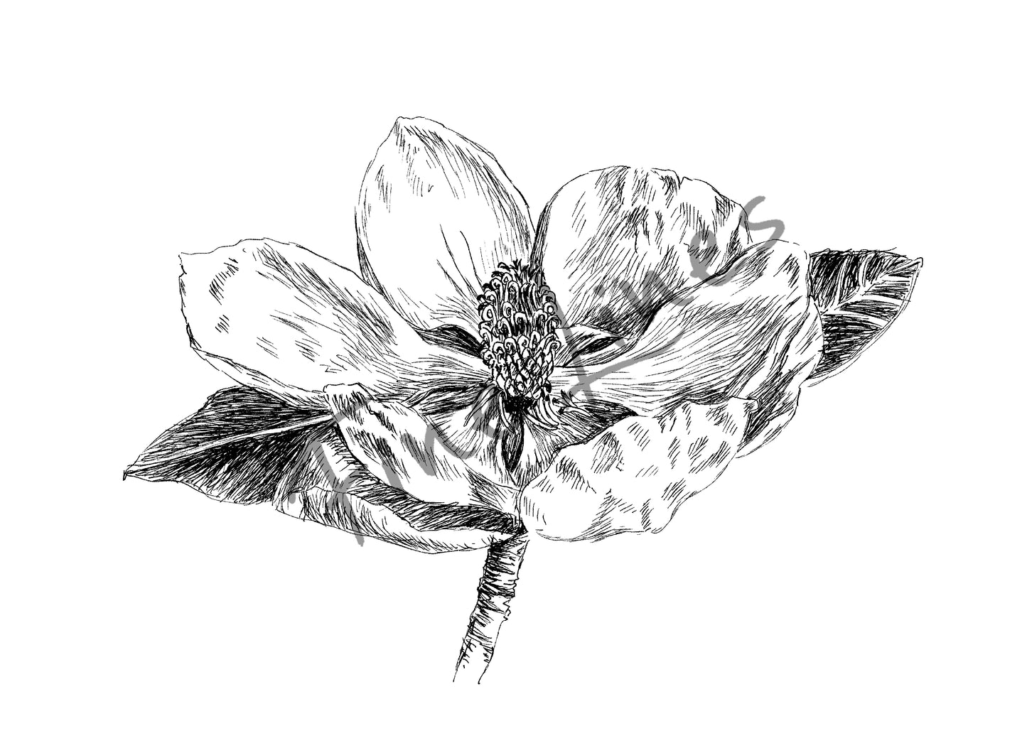 הדפס תמונה בסגנון בוטני פרח מגנוליה גדולת פרחים - rachelsfinelines
