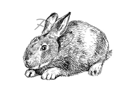 תמונה להדפסה ארנבת חמודה