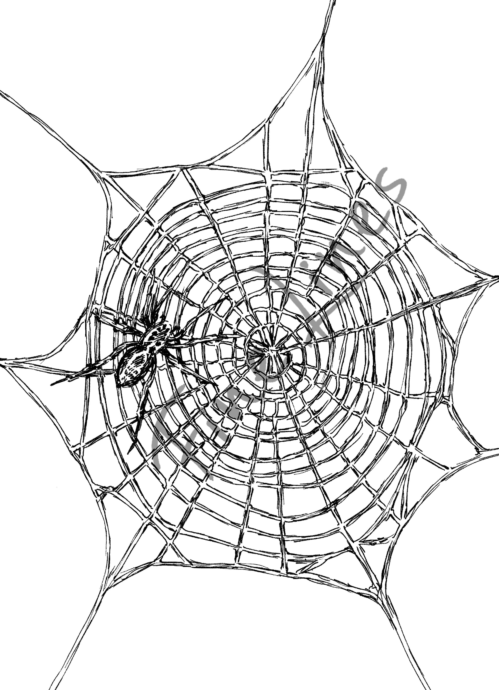 תמונה להדפסה ומיסגור עכביש - rachelsfinelines